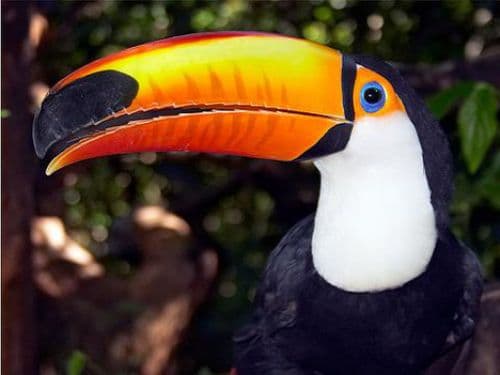 Tucan