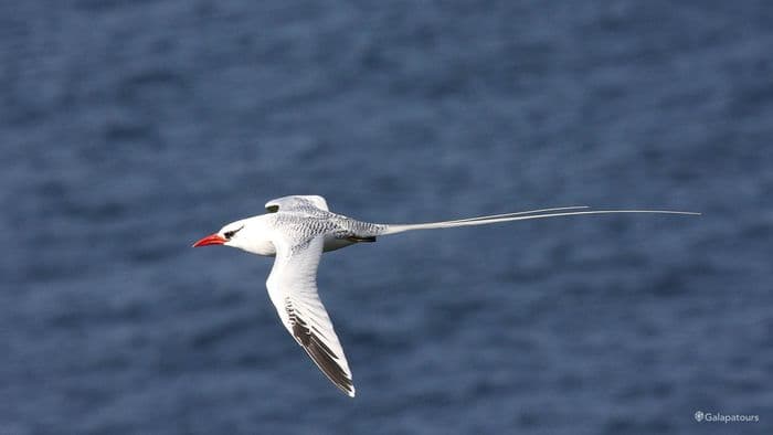 Red-Billed Tropicbird