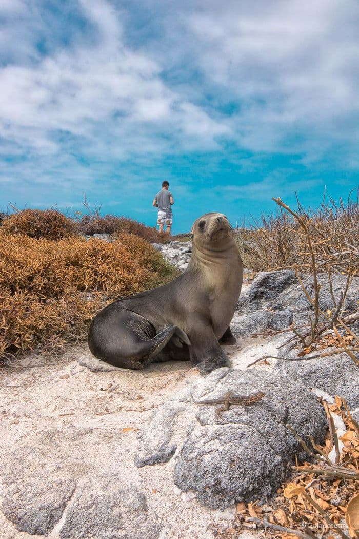 Galapagos Sea Lion
