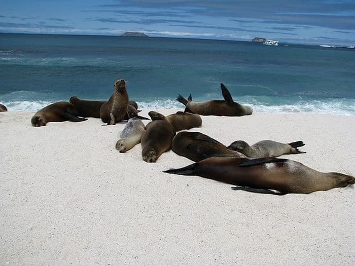 Nur 3.699 EUR: Pilotreise viComfort Ecuador Galapagos