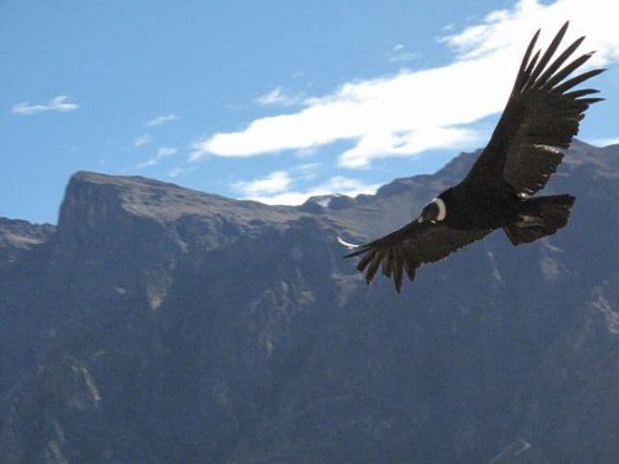 condor au colca