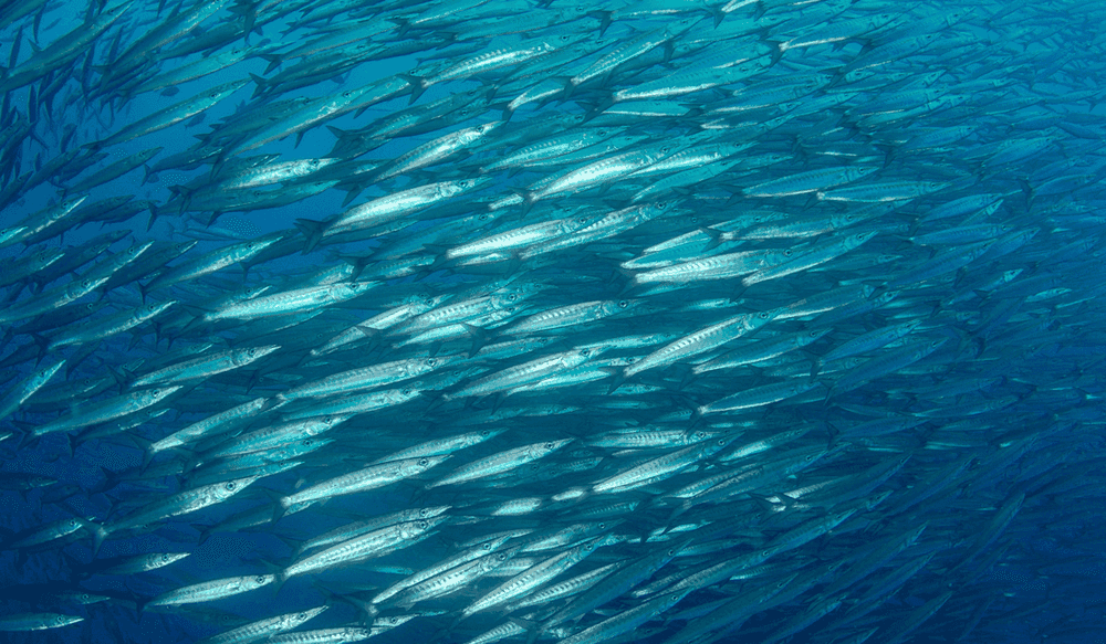 La faune exceptionnelle des îles Galápagos