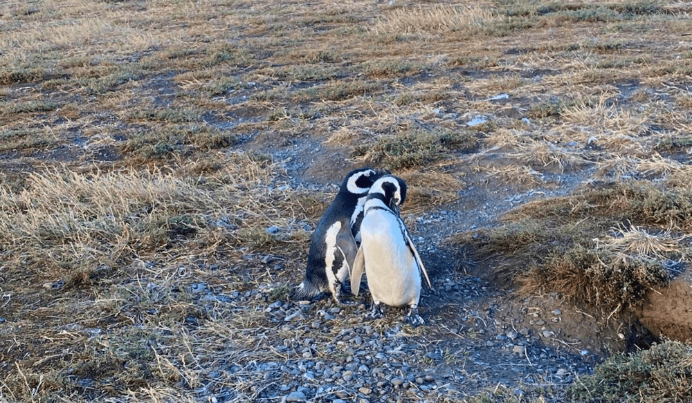 VIV 03.25 travel report Patagonia Penguins