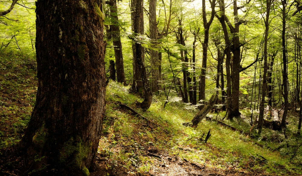 VIV 04.25 Tree Planting (2)