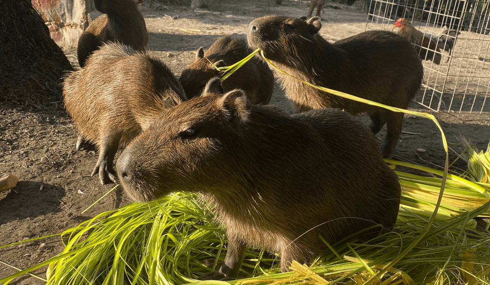 VIV 05.25, Orinoco, capybaras