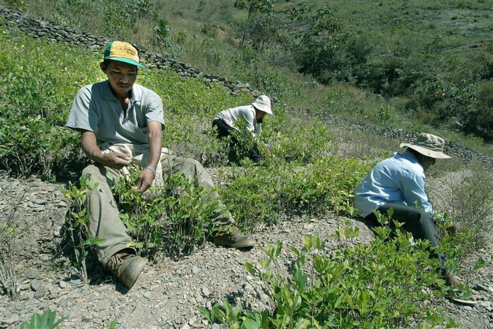 Kokablätter und die Kokapflanze - Medizin oder Droge? Viventura