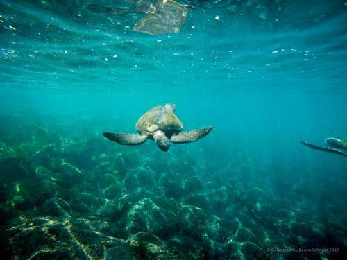 Isabela - Punta Albemarle- samba galapagos cruise - gal0052