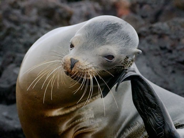 Sea lion GPS