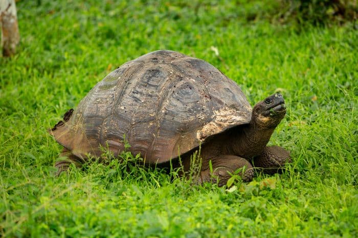 Galapagos Giant Tortoise
