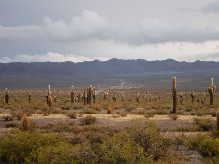 Parque Nacional Los Cardones