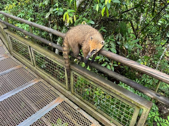 Coati
