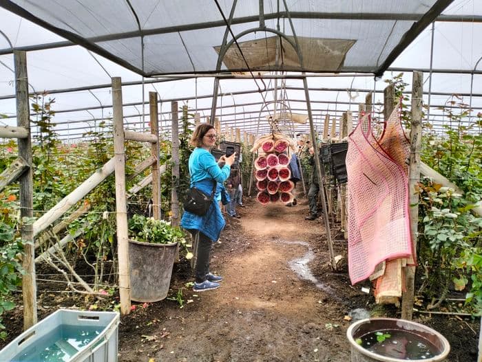 Besuch einer Rosenplantage