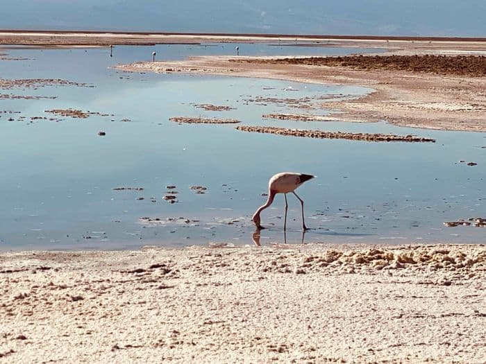 Miscanti und Meñiques