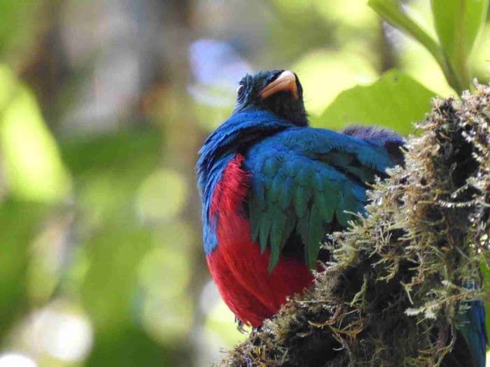 Golden headed quetzal