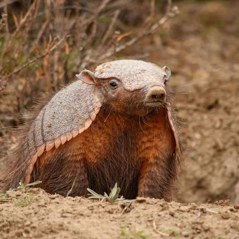 grand tatou velu sur la péninsule de Valdés