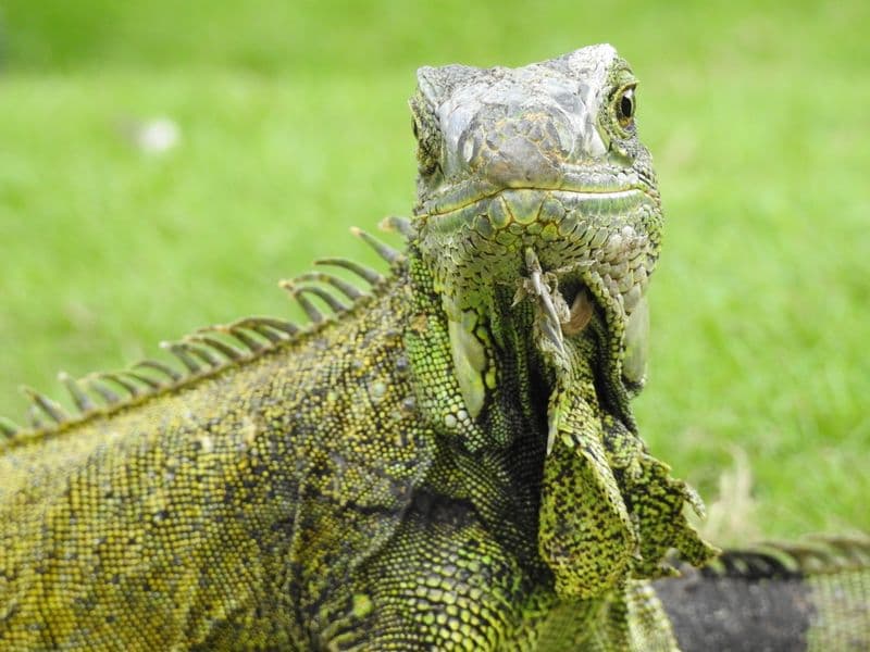 GRÜNE-LEGUAN von Guayaquil